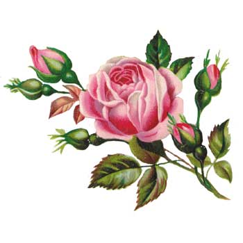 cliparts of flowers. pink roses clipart