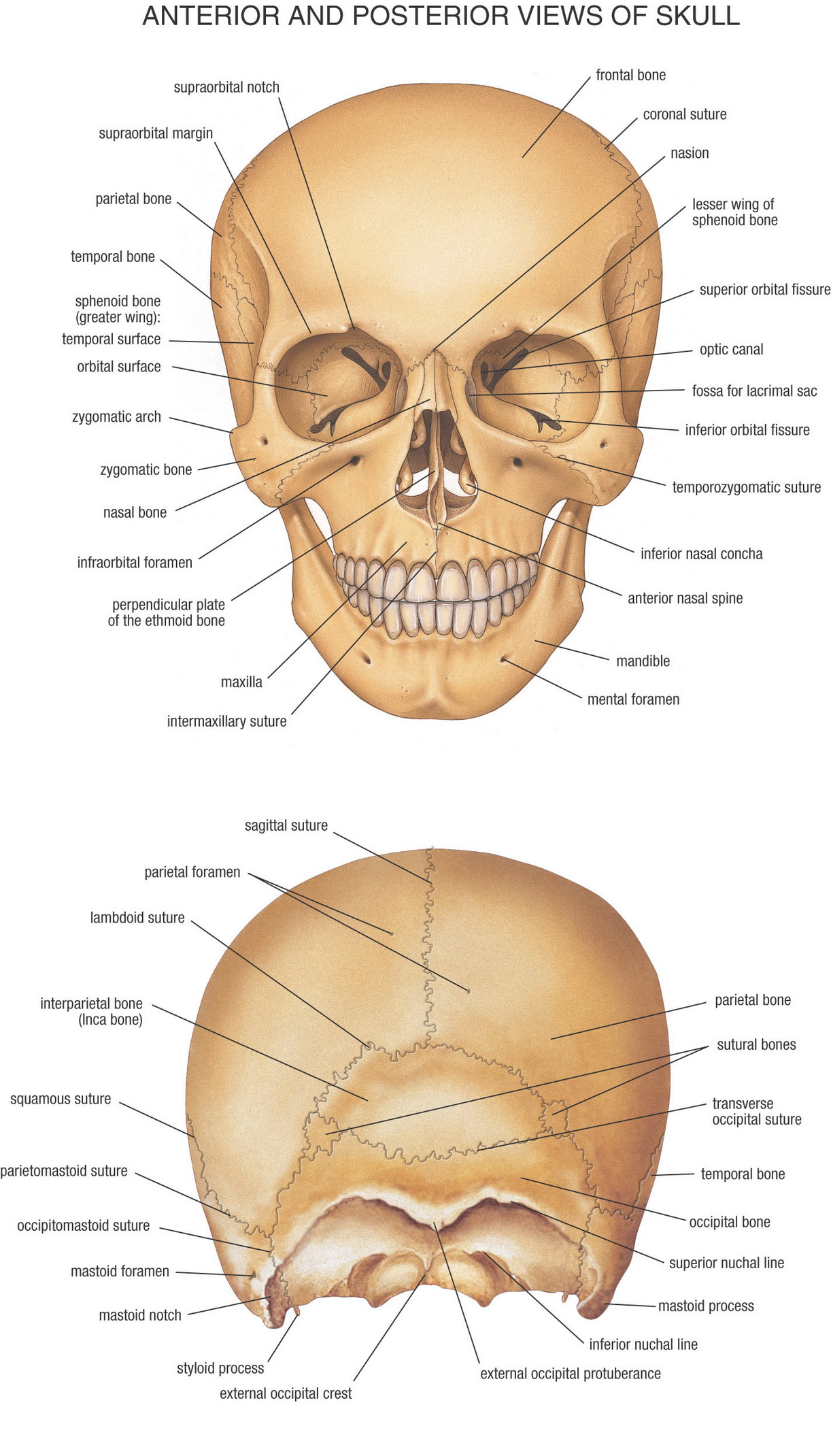 Anatomy Pictures