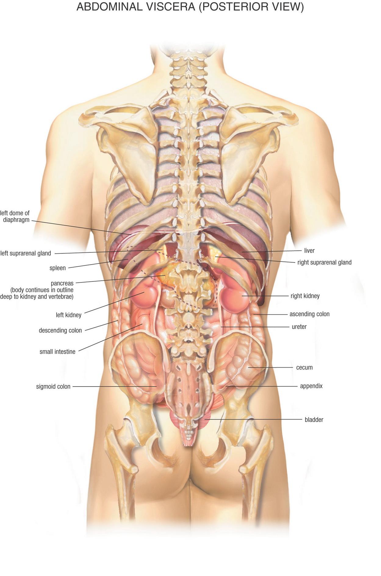 Organer i kroppen