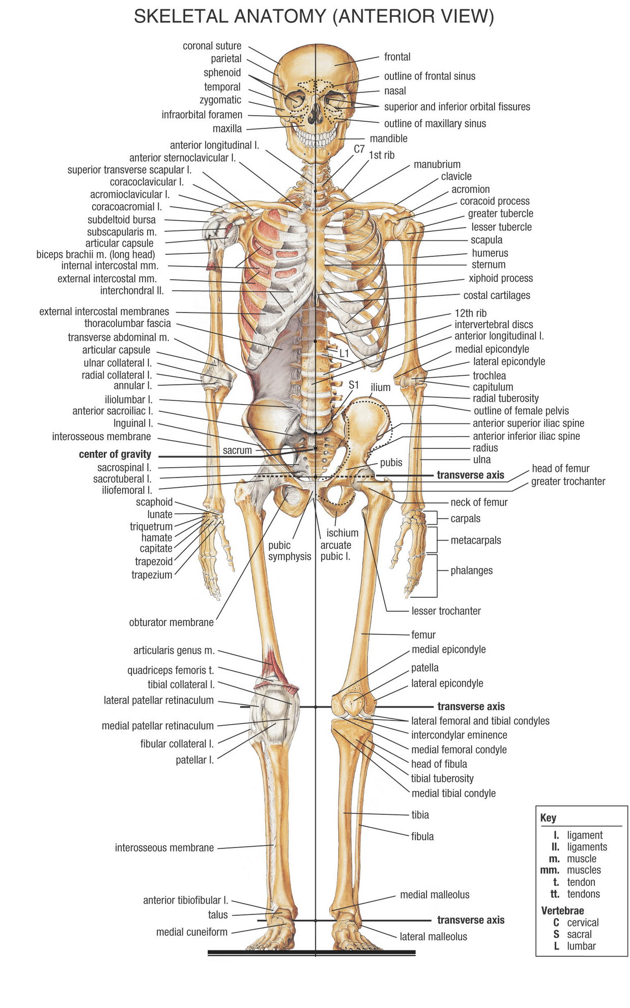 All Bones In The Human Body Pictures And Structures 103