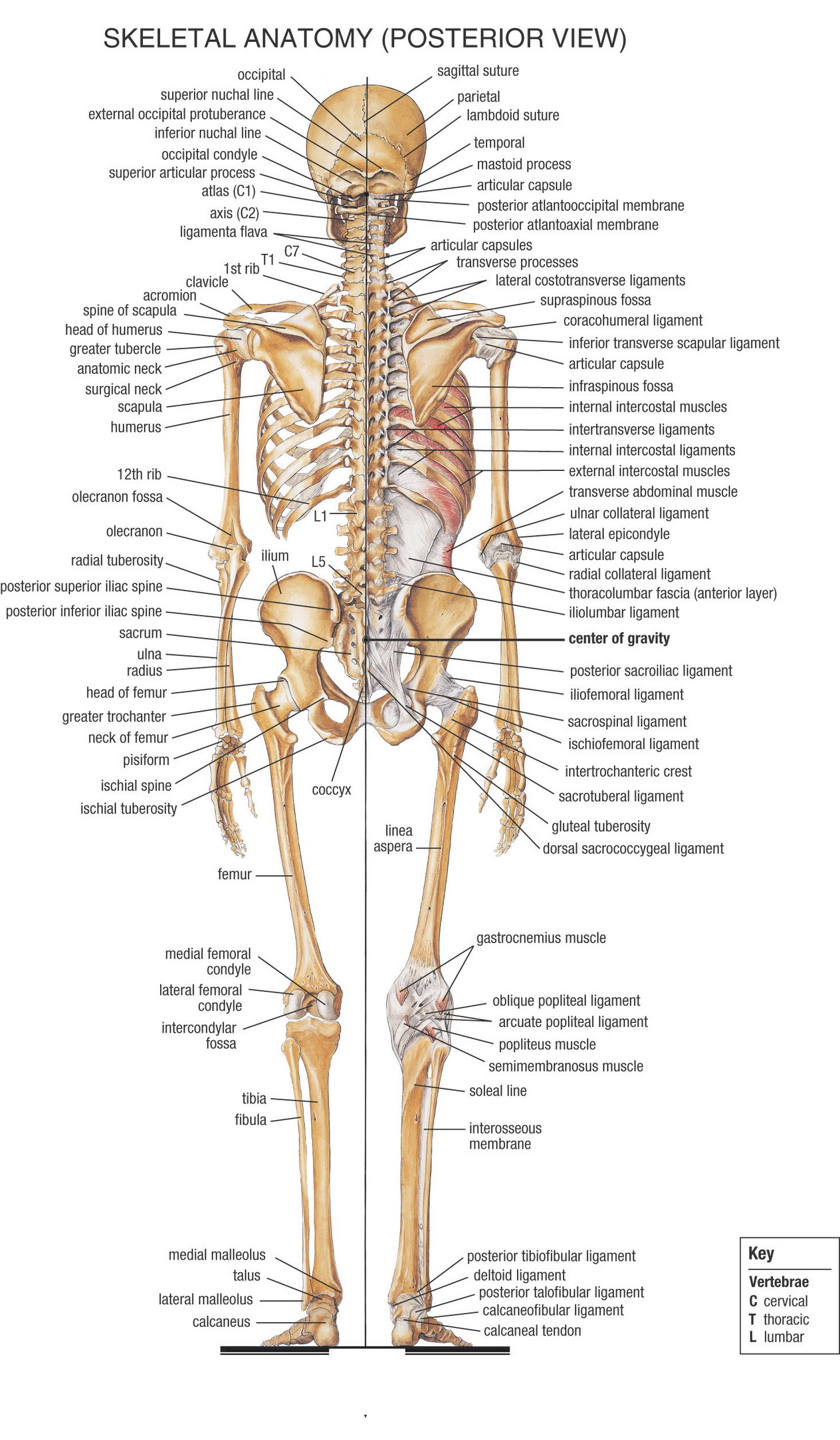 Anatomy Pictures